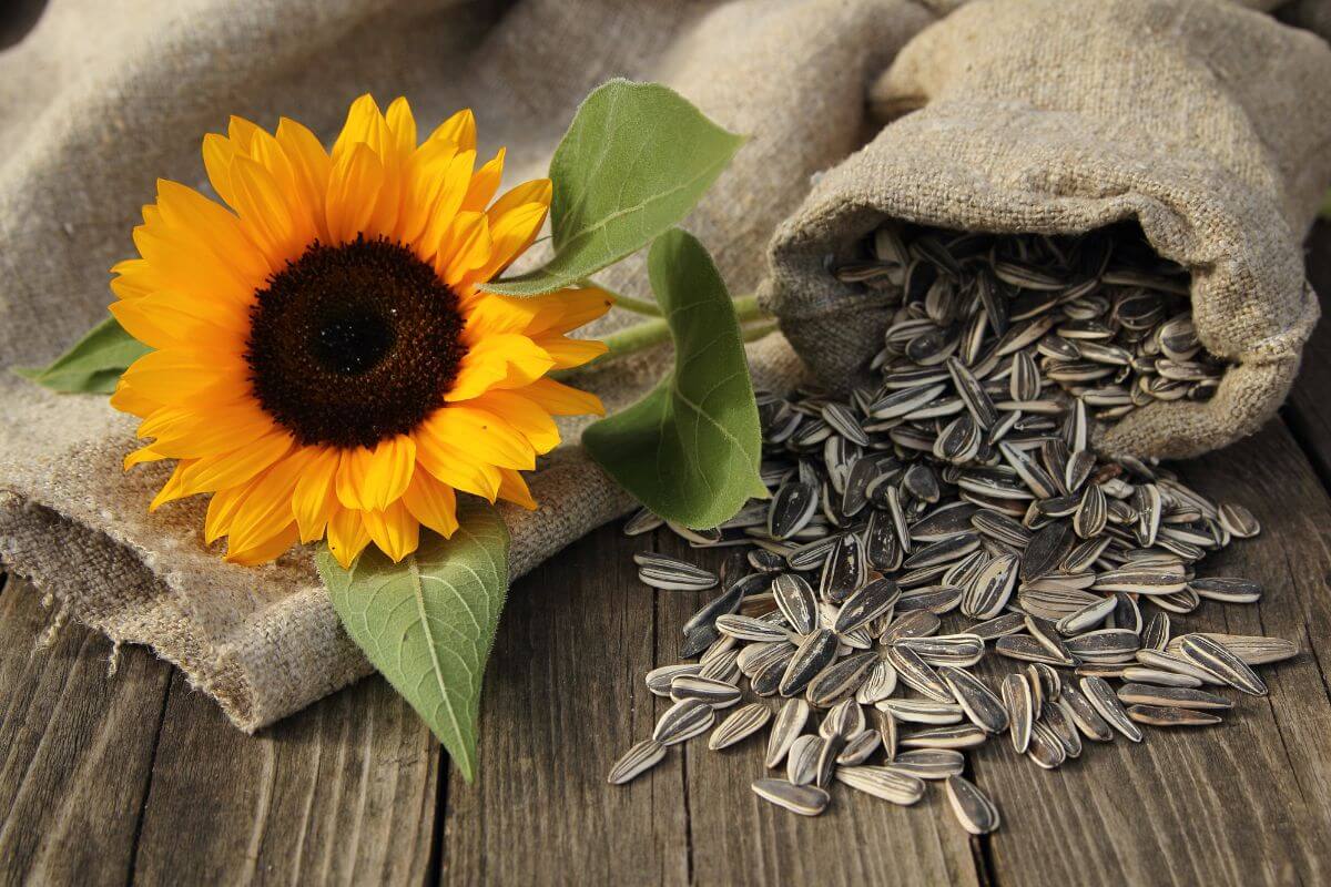 A vibrant yellow sunflower rests on a rustic wooden table next to a burlap sack spilling sunflower seeds. 