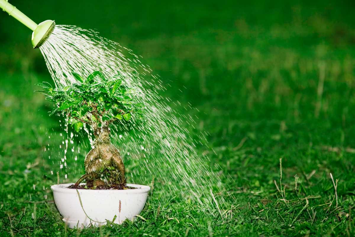 A small bonsai tree is being watered with a green watering can, against a lush, green grassy background. 