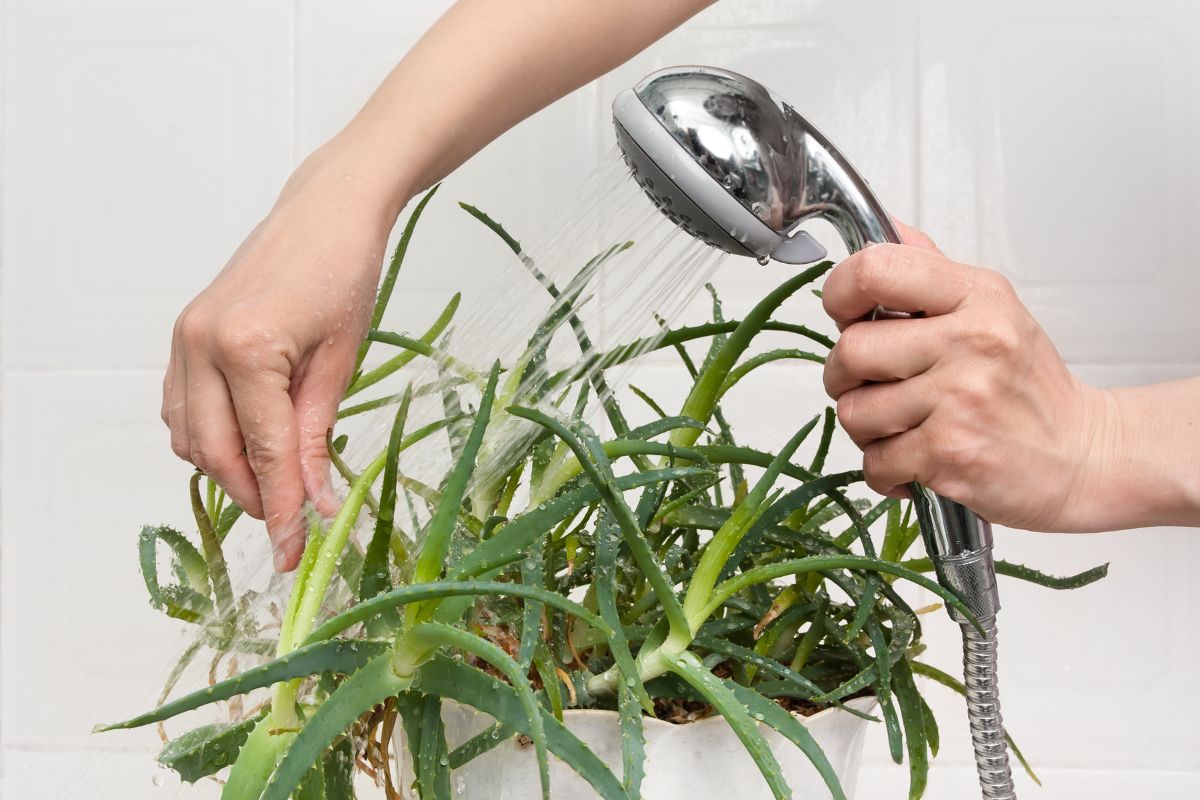 A person is watering a pot of leggy aloe vera plants with a handheld showerhead. 