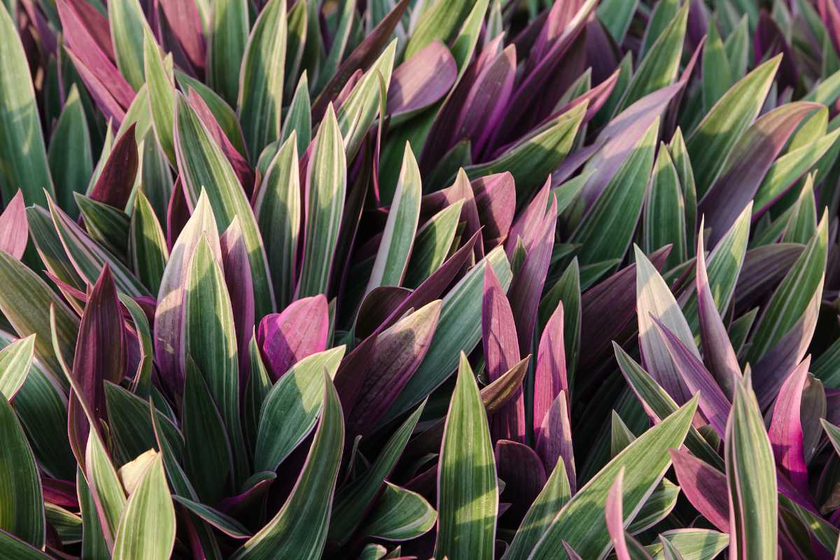 A cluster of Oyster Plants with elongated, pointed leaves. These plants with purple and green leaves.