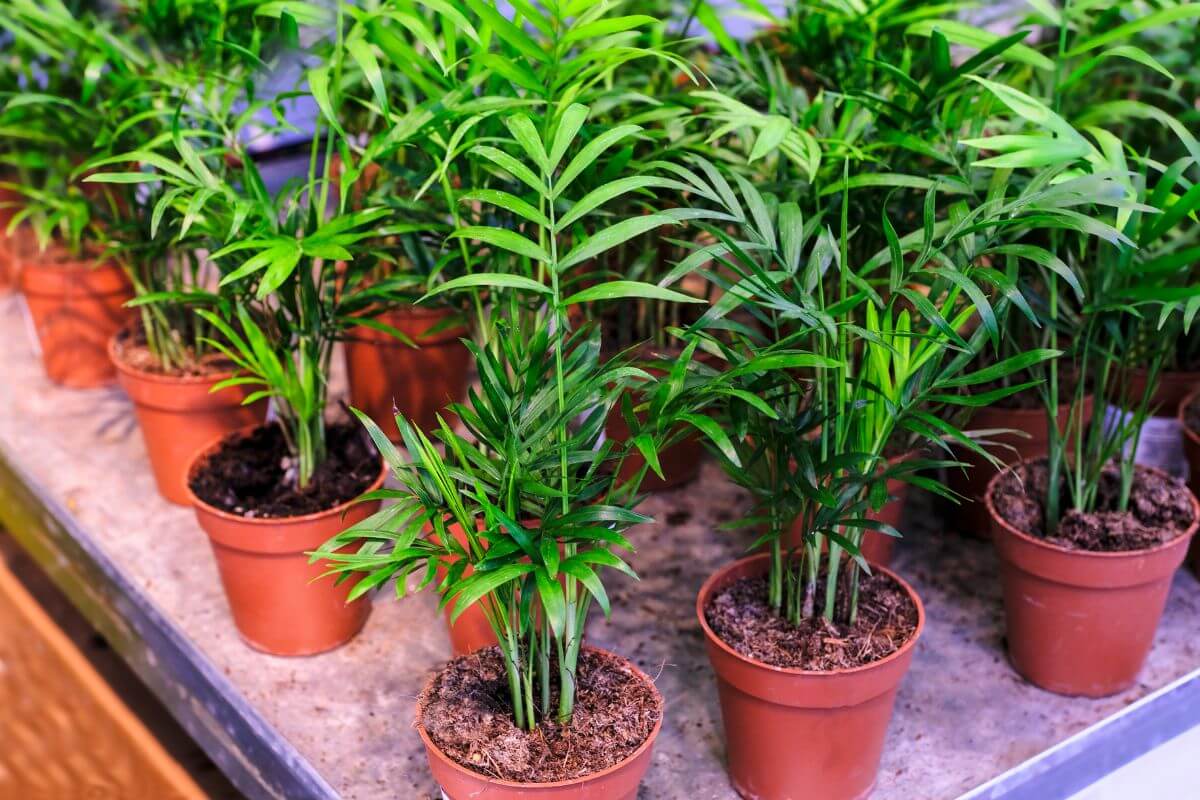 Several small, vibrant green potted parlor palm plants arranged on a table.