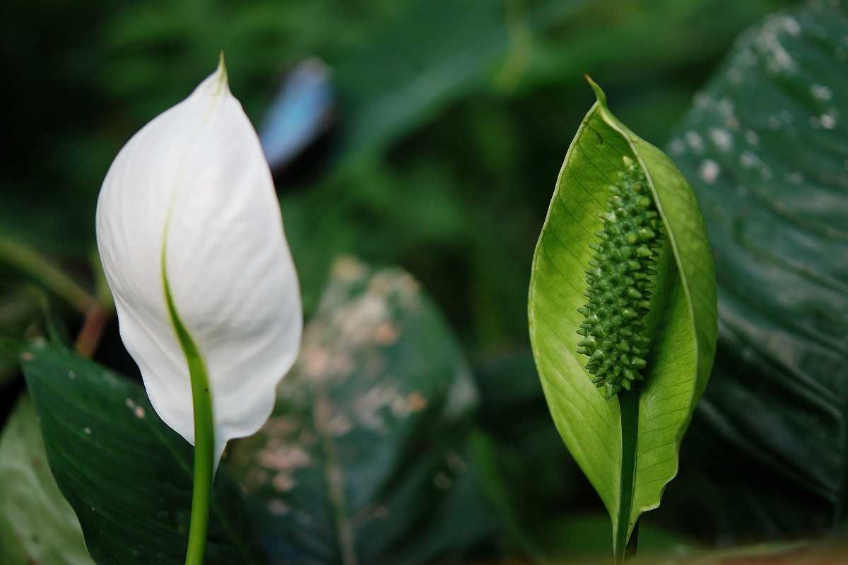 Two peace lily flowers one is green and the other is white. 