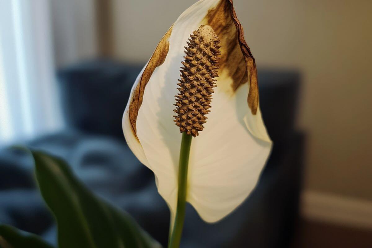 Close-up of a peace lily flower with a white, slightly wilted petal and a brown spadix in the center.