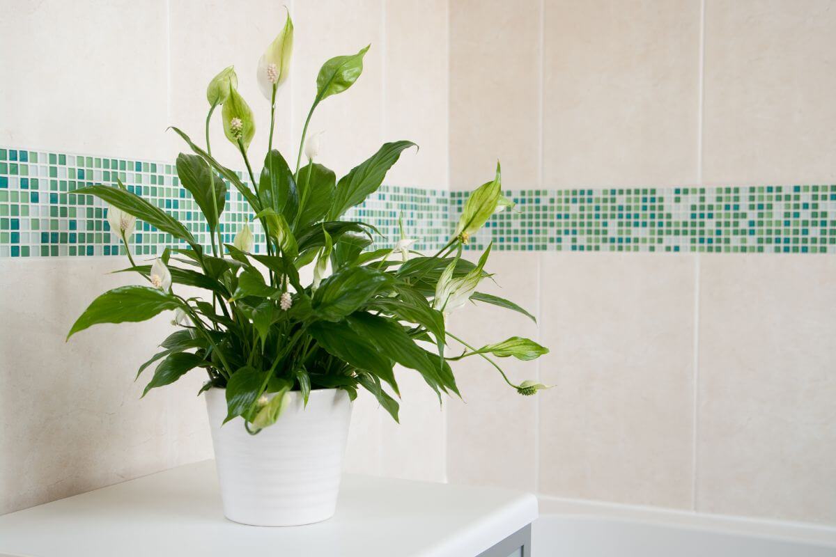 A serene peace lily plant with lush green leaves and delicate white blooms is placed on a white surface.