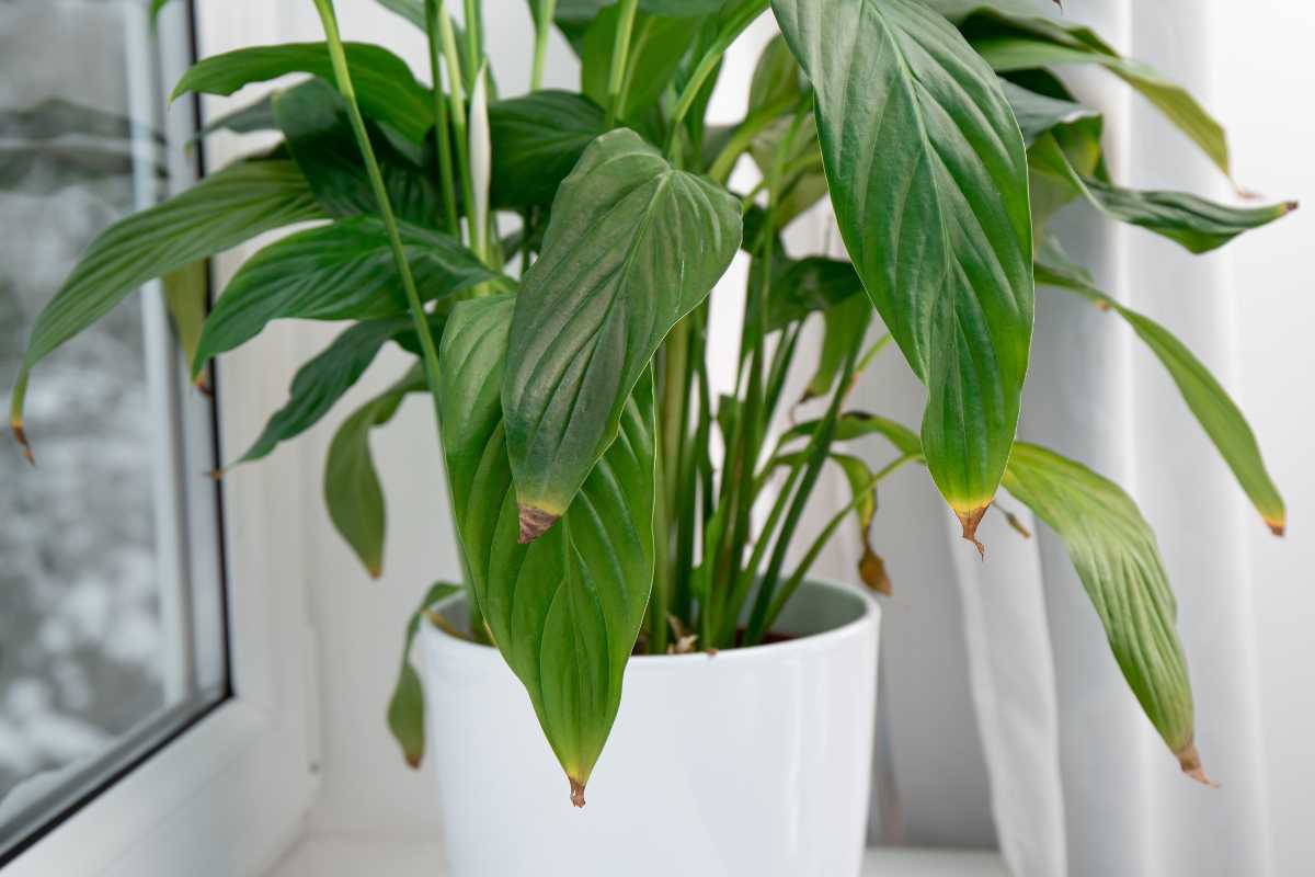 A lush green peace lily plant with broad leaves and brown tips sits in a white ceramic pot. 