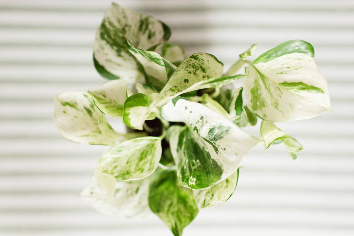 Top view of a pearls and jade pothos plant with green and white leaves.