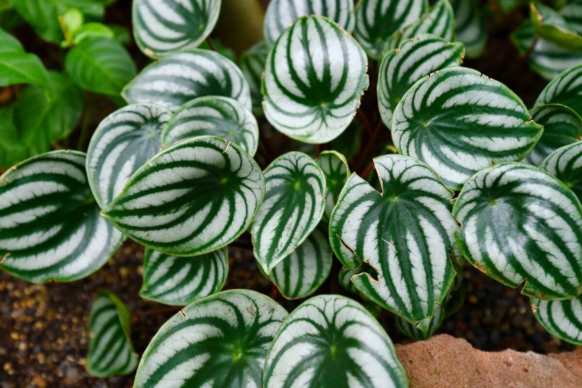 Close-up of a lush peperomia plant with green leaves and distinctive silver stripes.