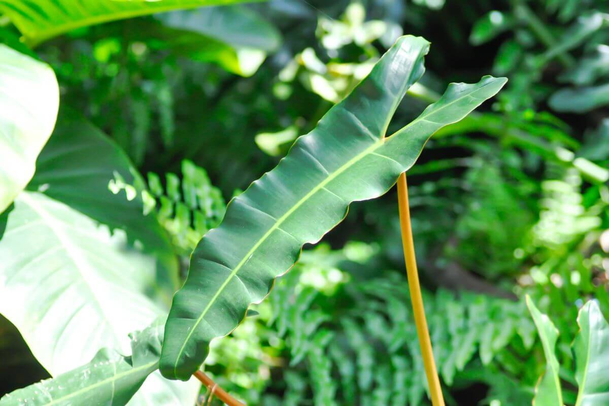 Close-up of a glossy green philodendron billietiae leaf with prominent veins and a long, slender shape.