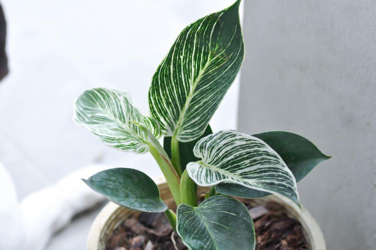 A close-up of a potted Philodendron Birkin with large green leaves that have distinct white stripes.