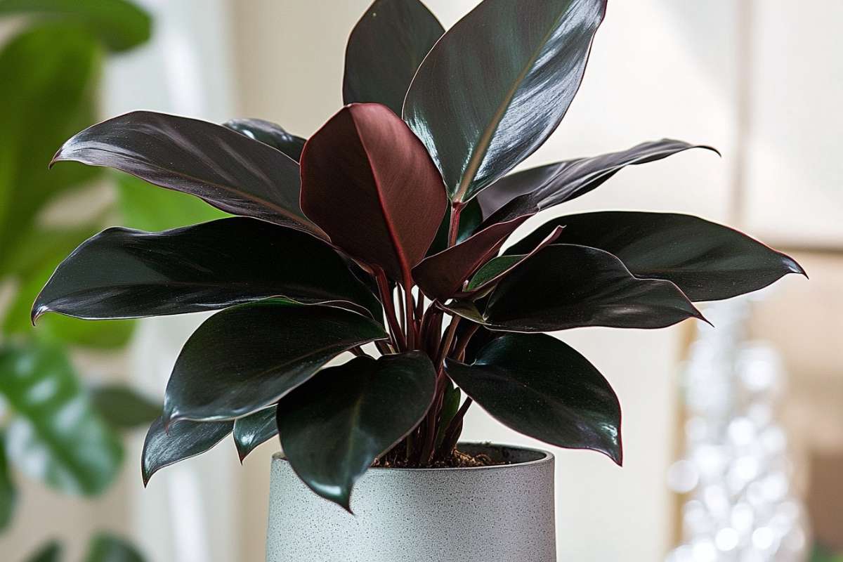 A healthy Philodendron Black Cardinal plant sits in a gray ceramic pot inside a home.