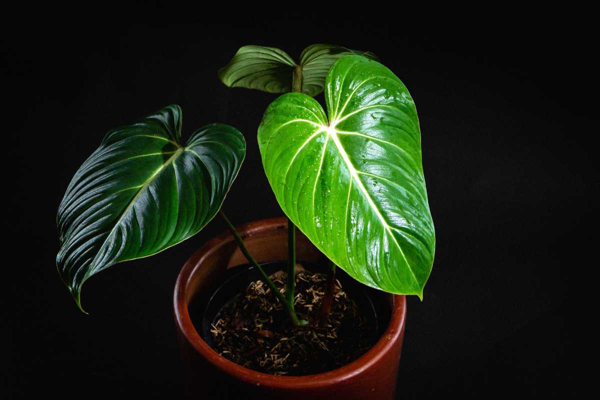 A small Philodendron gloriosum against a dark background showcases two large, glossy, heart-shaped green leaves with prominent veins. The leaves glisten under the light.