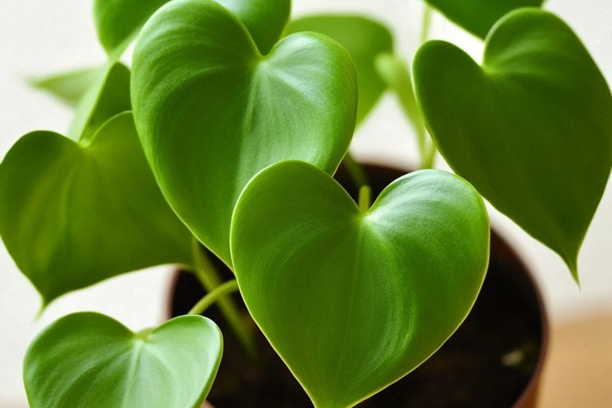 Close-up of vibrant green, heart-shaped leaves of a philodendron grazielae.