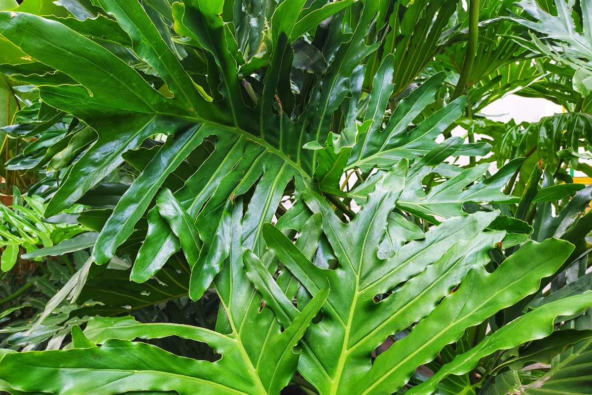 Philodendron hope selloum leaves, The leaves are glossy and vivid, creating a vibrant and tropical appearance with natural lighting.