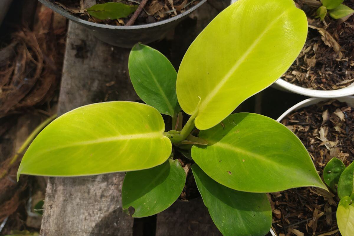 A small potted philodendron lemon lime with large, vibrant green leaves.