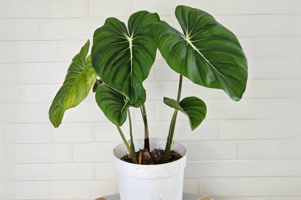 A Philodendron McDowell with large, glossy green leaves sits against a white brick wall. 