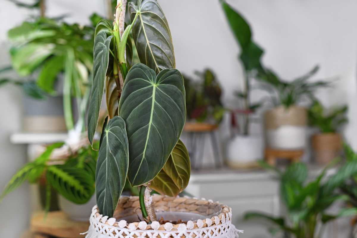 A potted philodendron melanochrysum with large, dark green leaves. 