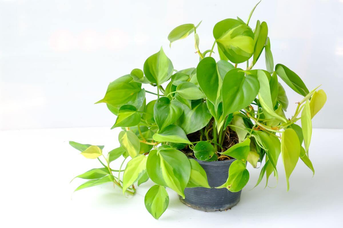 A lush philodendron with vibrant green heart-shaped leaves and some yellow-tinted ones, set against a plain white background.