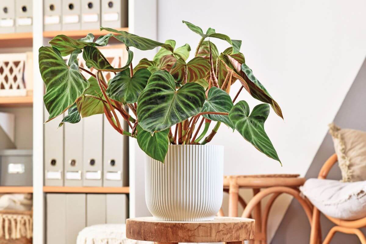 A large potted philodendron with broad, green, heart-shaped leaves is placed on a small wooden stool.