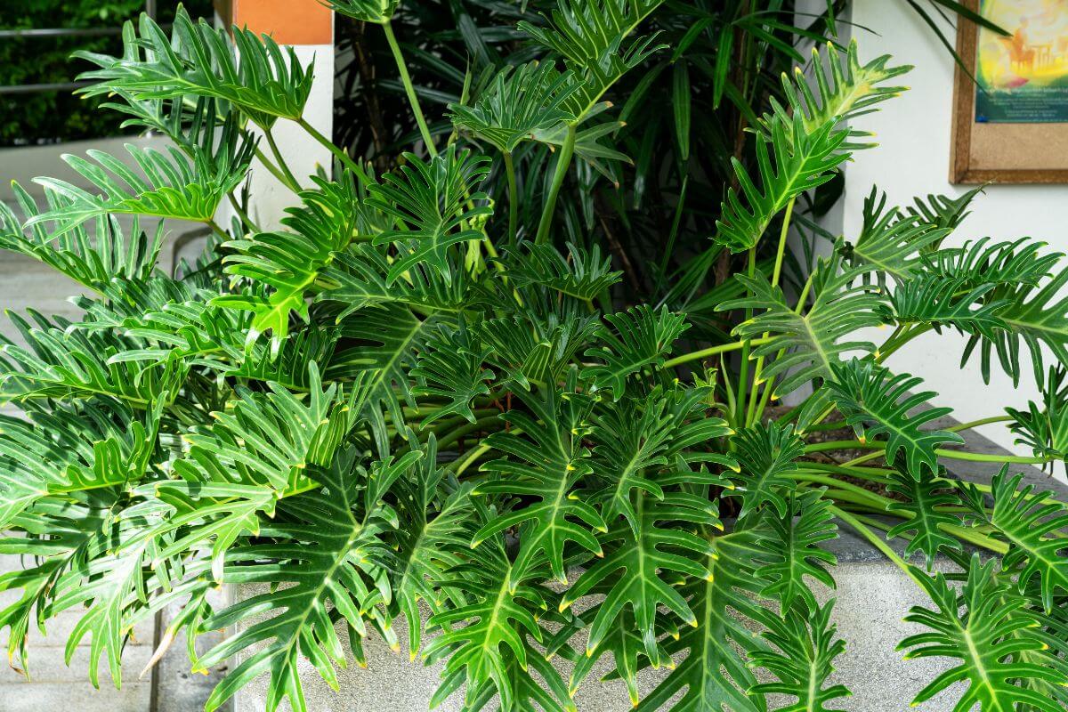 A lush green Philodendron Xanadu plant with large, deeply lobed leaves sits near a wall, partially shaded.