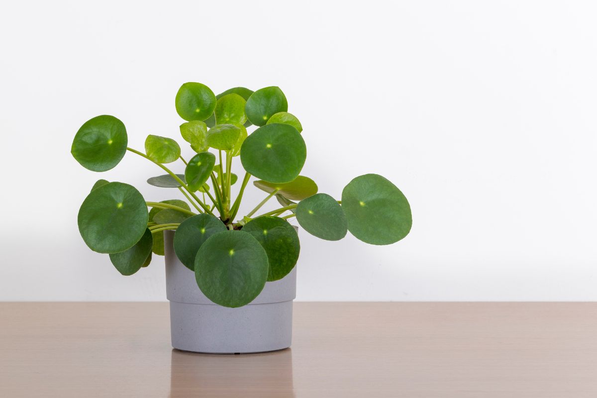 A small potted pilea plant with round, vibrant green leaves sits on a light wooden surface against a plain white background.