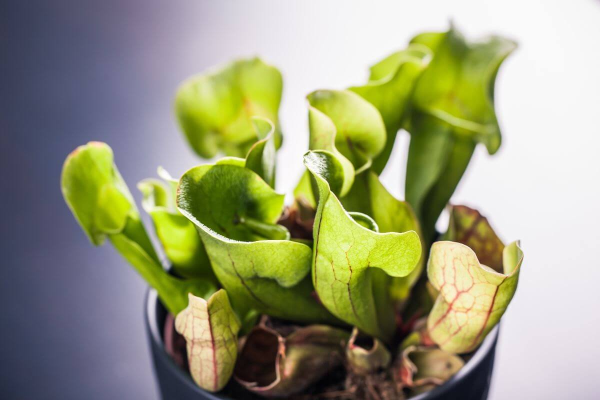 Close-up of a potted pitcher plant with green leaves that have red veining.