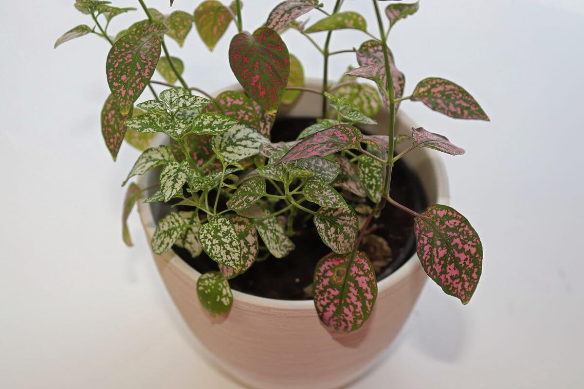 A small potted polka dot plant with green leaves speckled with pink and red patterns.