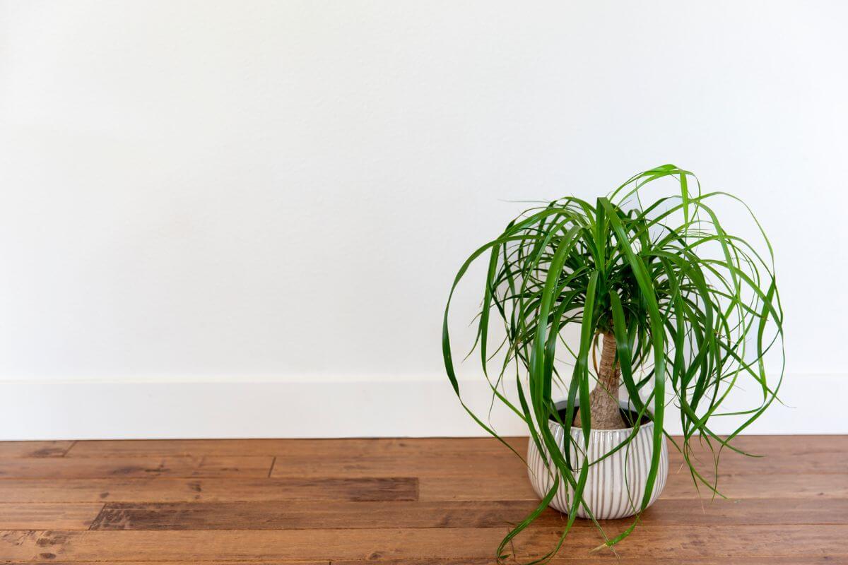 A ponytail palm with long, slender, green leaves displayed in a white pot on a wooden floor.