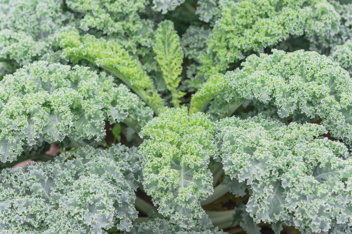 Close-up of lush, curly green organic kale leaves growing in a garden.