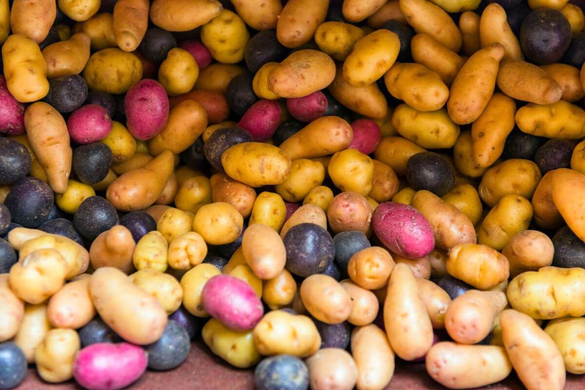 A diverse selection of small, organic potatoes in various shapes and colors, including yellow, red, and purple, piled together in a close-up view.