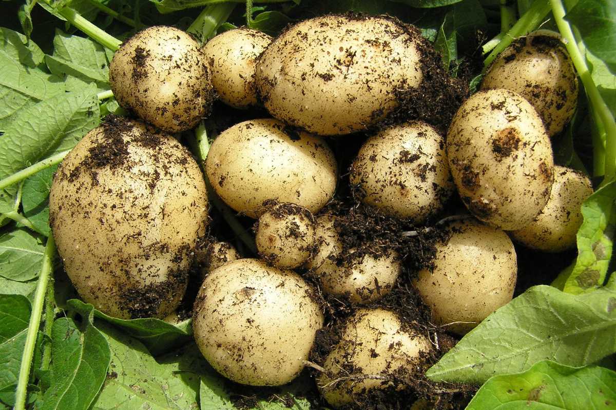 Freshly harvested potatoes with dirt still clinging to their skins are nestled among green leaves. 