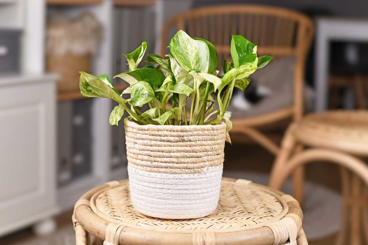 A lush pothos plant sits on a woven stool in a cozy, well-lit room with wooden furniture and pastel-colored decor elements in the background. 