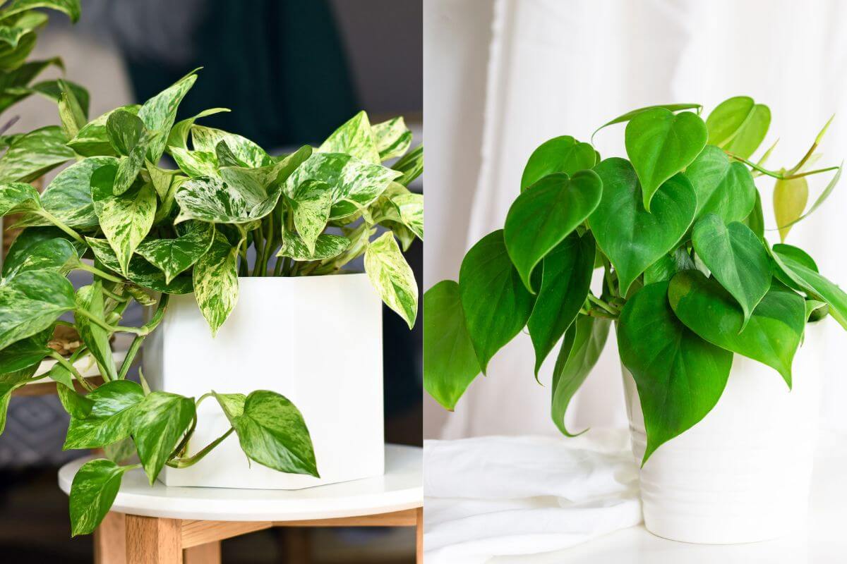 A side-by-side image shows two potted plants, highlighting the pothos vs philodendron comparison.