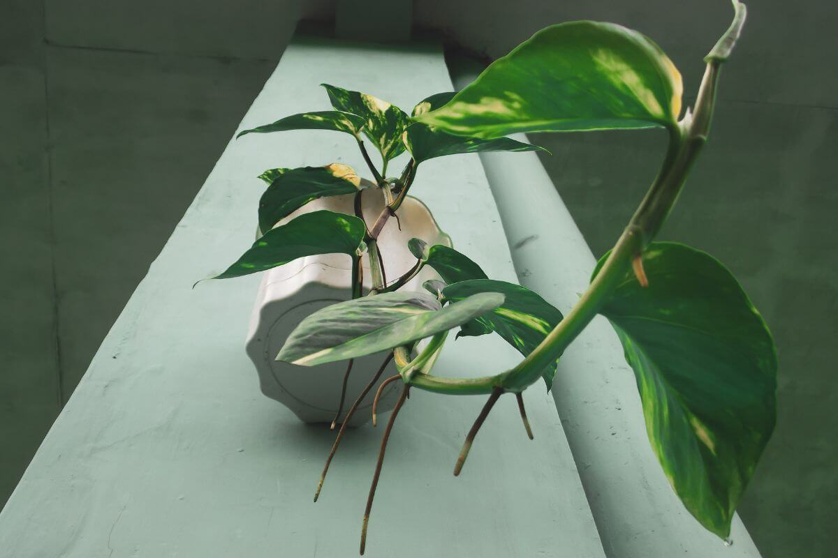 A green leafy plant with aerial roots in a white pot sits on a light green surface. 