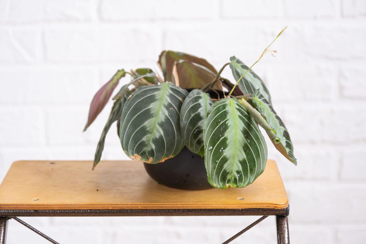 A prayer plant with broad, dark green leaves featuring light green patterns and red undersides sits on a wooden table with metal legs.