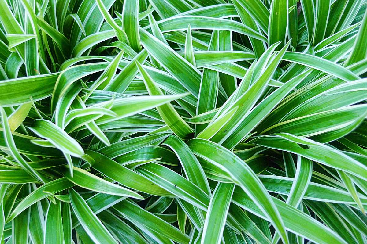 Broad, green, prickly spider plant leaves with white striped edges, creating a dense, textured foliage pattern. 