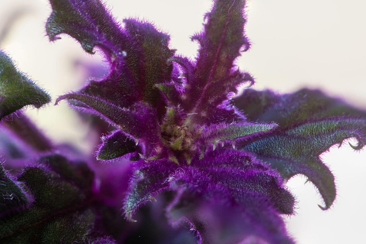 Close-up of a vibrant purple passion plant with velvety, serrated leaves.