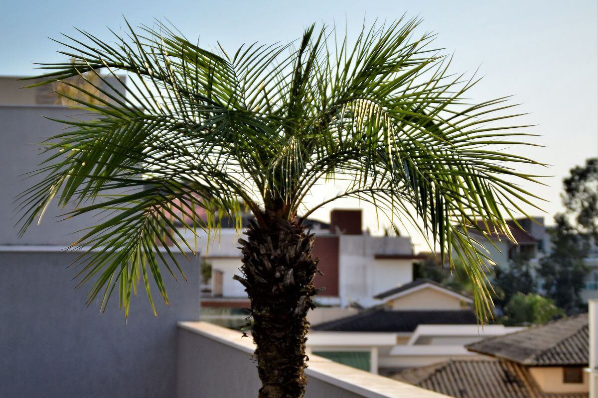 A tall pygmy date palm tree stands on a rooftop, with feathery fronds extending outward.