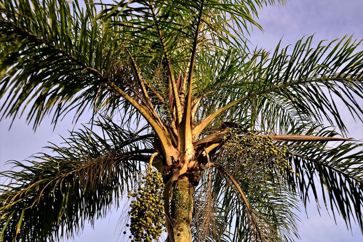 A tall queen palm tree with a cluster of green dates hanging from one of its branches.