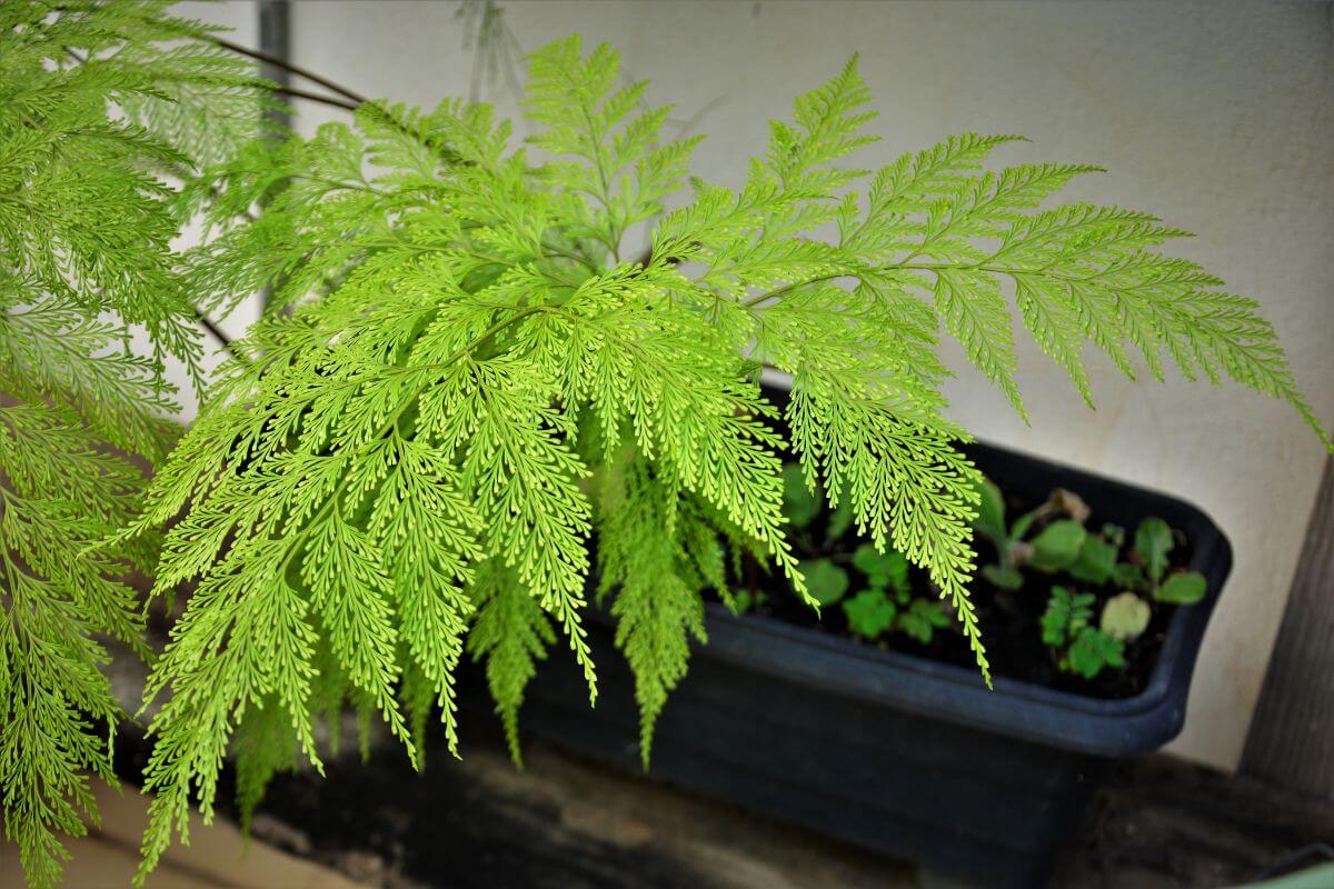 Close-up of a lush green rabbit's foot fern in an indoor planter box with delicate, feathery fronds.