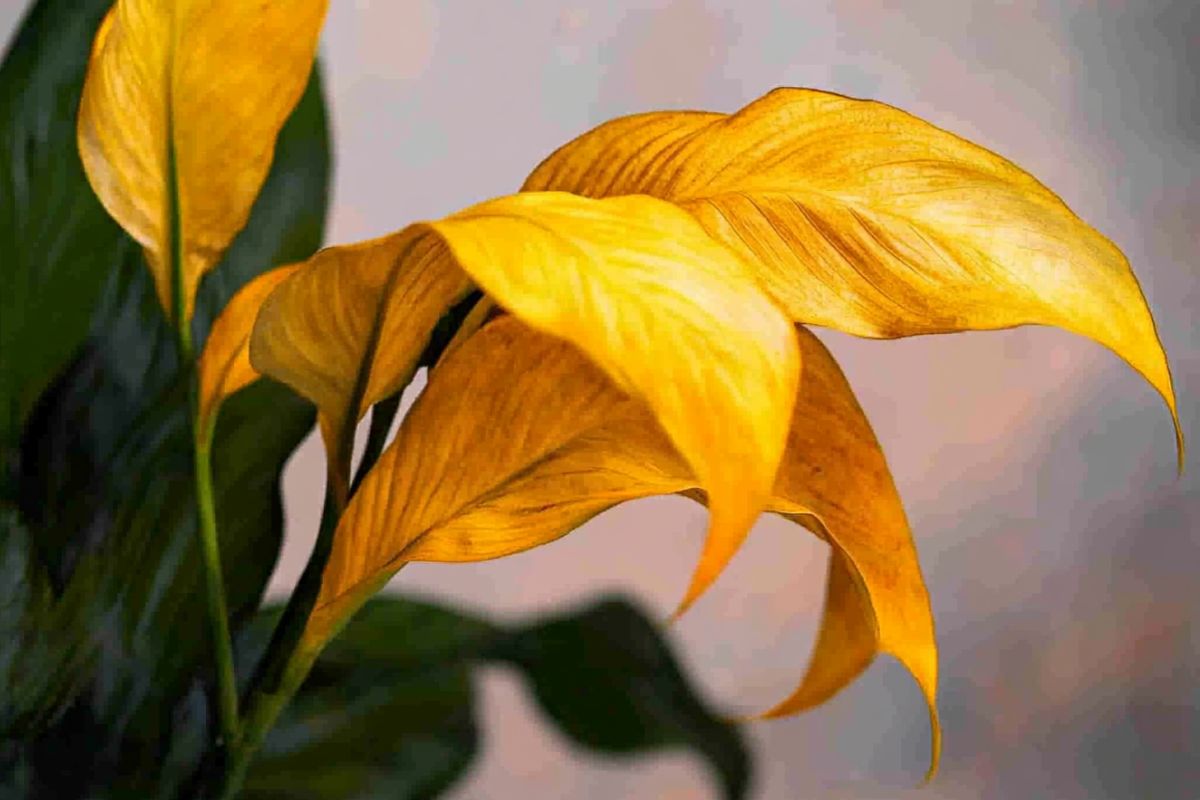 A peace lily plant with long, pointed leaves. The prominent peace lily leaves turning yellow have a textured, slightly curled appearance.