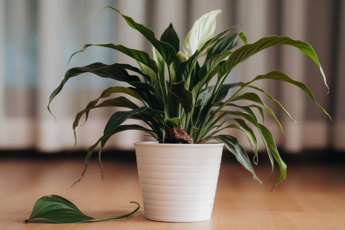 A peace lily with long, green leaves sits in a white, ribbed pot on a wooden floor. 