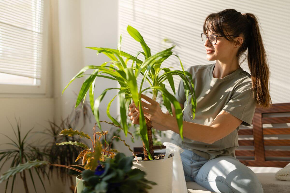 A woman with glasses and a ponytail is sitting indoors, gently tending to a potted plant with long green leaves.