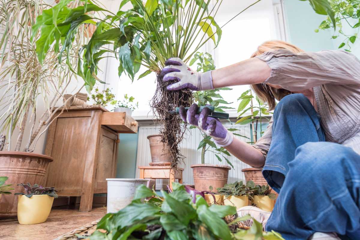 A person wearing gloves is seated on the floor indoors, repotting a large peace lily. 