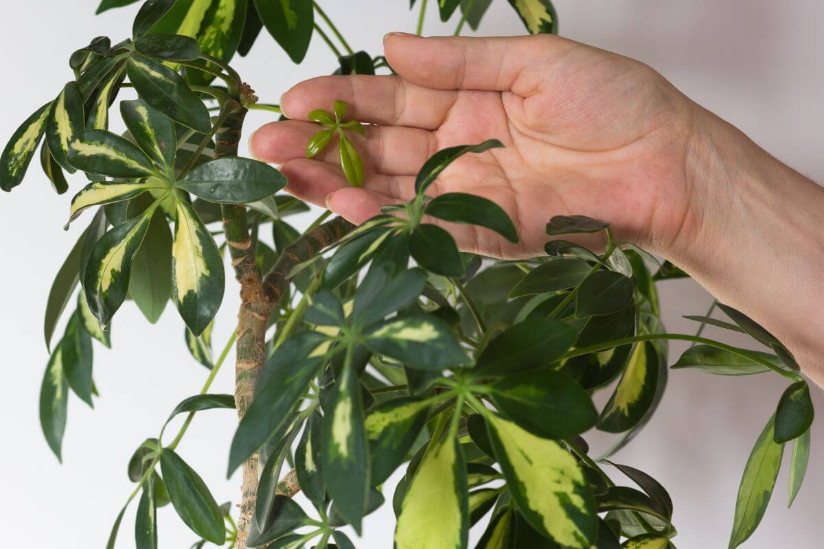 A hand gently holding the branch of a green and yellow variegated schefflera plant, highlighting a new, small leaf.