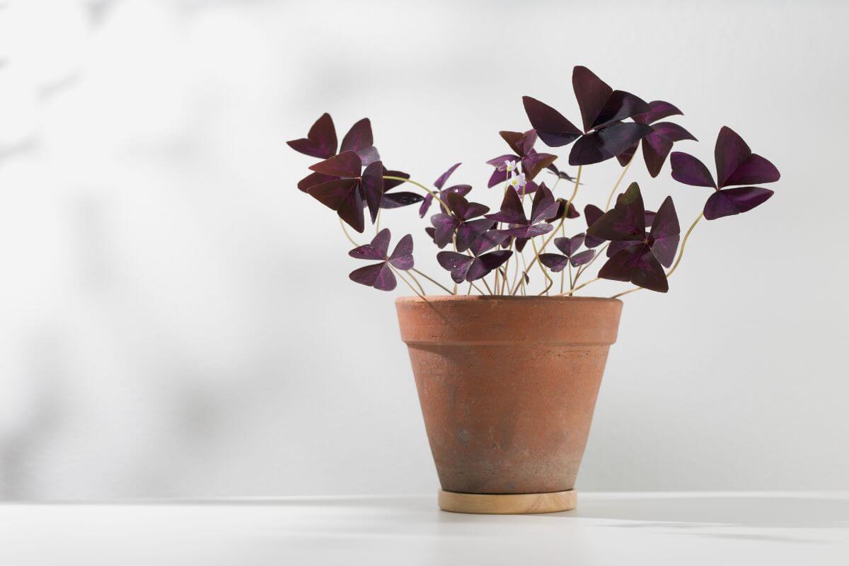 A terracotta pot sits on a white surface, holding a shamrock plant with dark purple, triangular leaves.