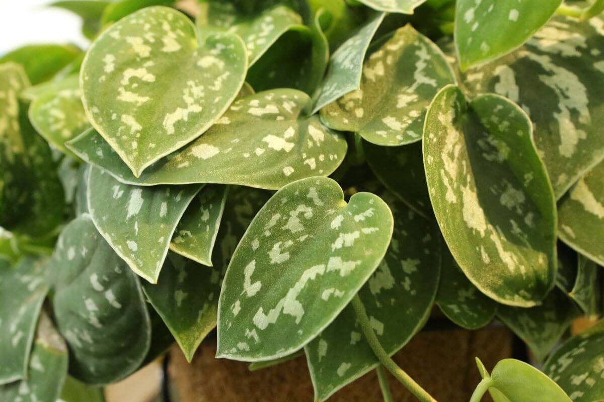 Close-up image of a  silver satin pothos featuring heart-shaped leaves with distinctive silvery variegation.