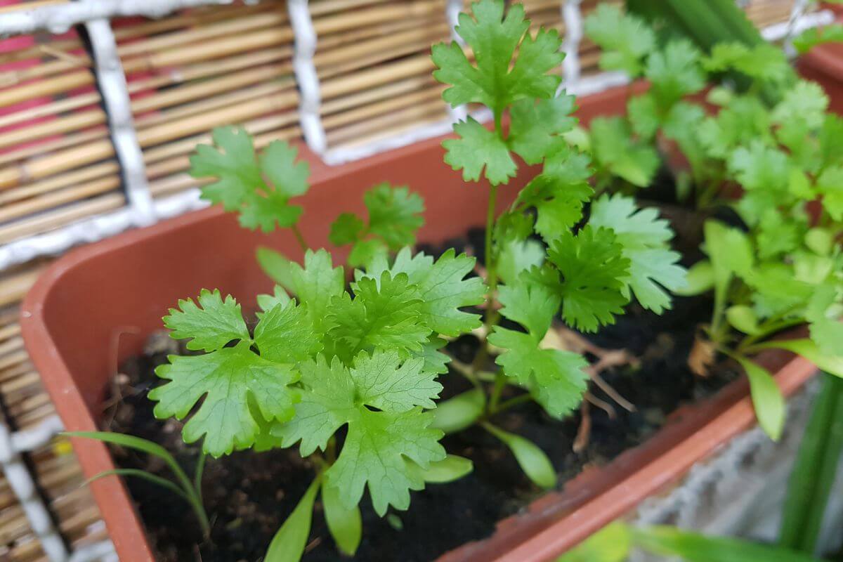 Close-up of young organic cilantro plants growing in a rectangular, terracotta-colored pot.