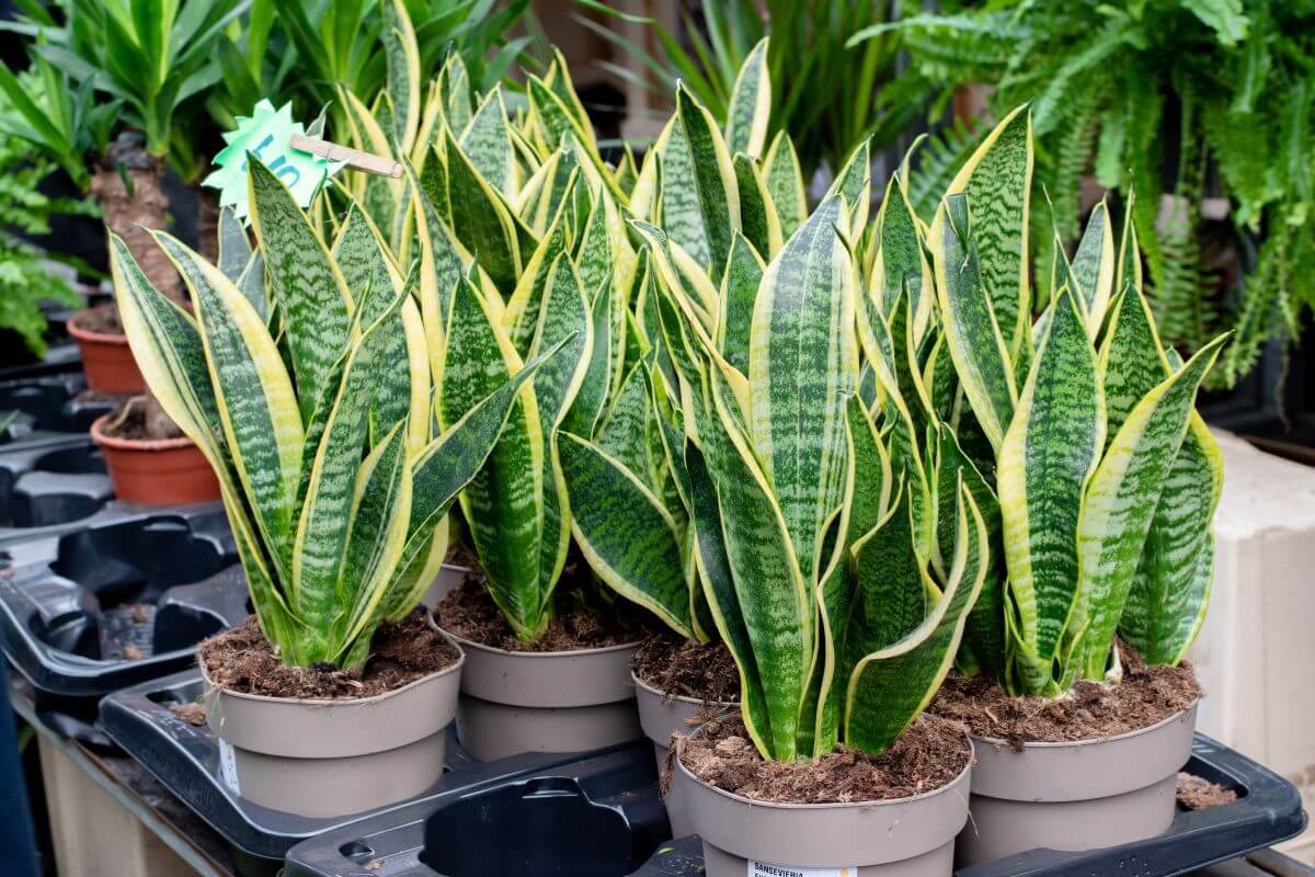 Potted snake plants with upright, long green leaves edged in yellow are displayed on a shelf among other plants at a garden center.