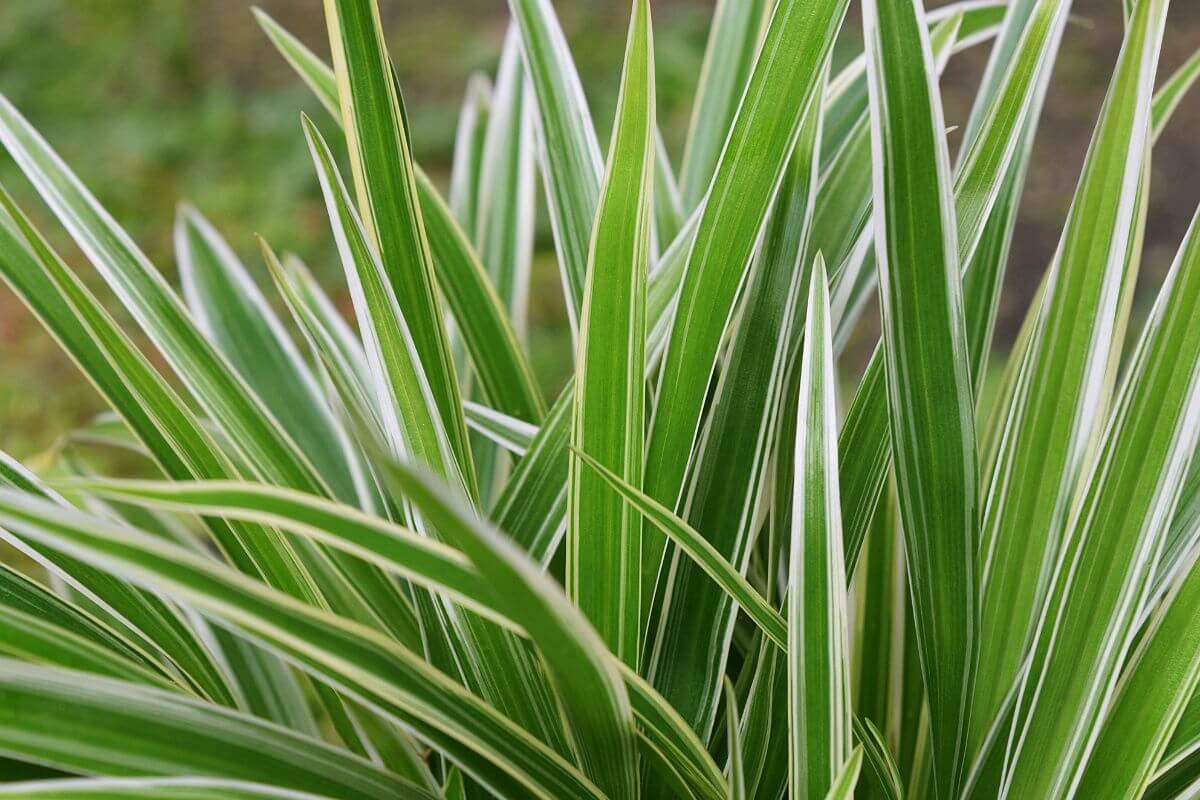 Close-up image of green variegated spider plant leaves with white stripes. 