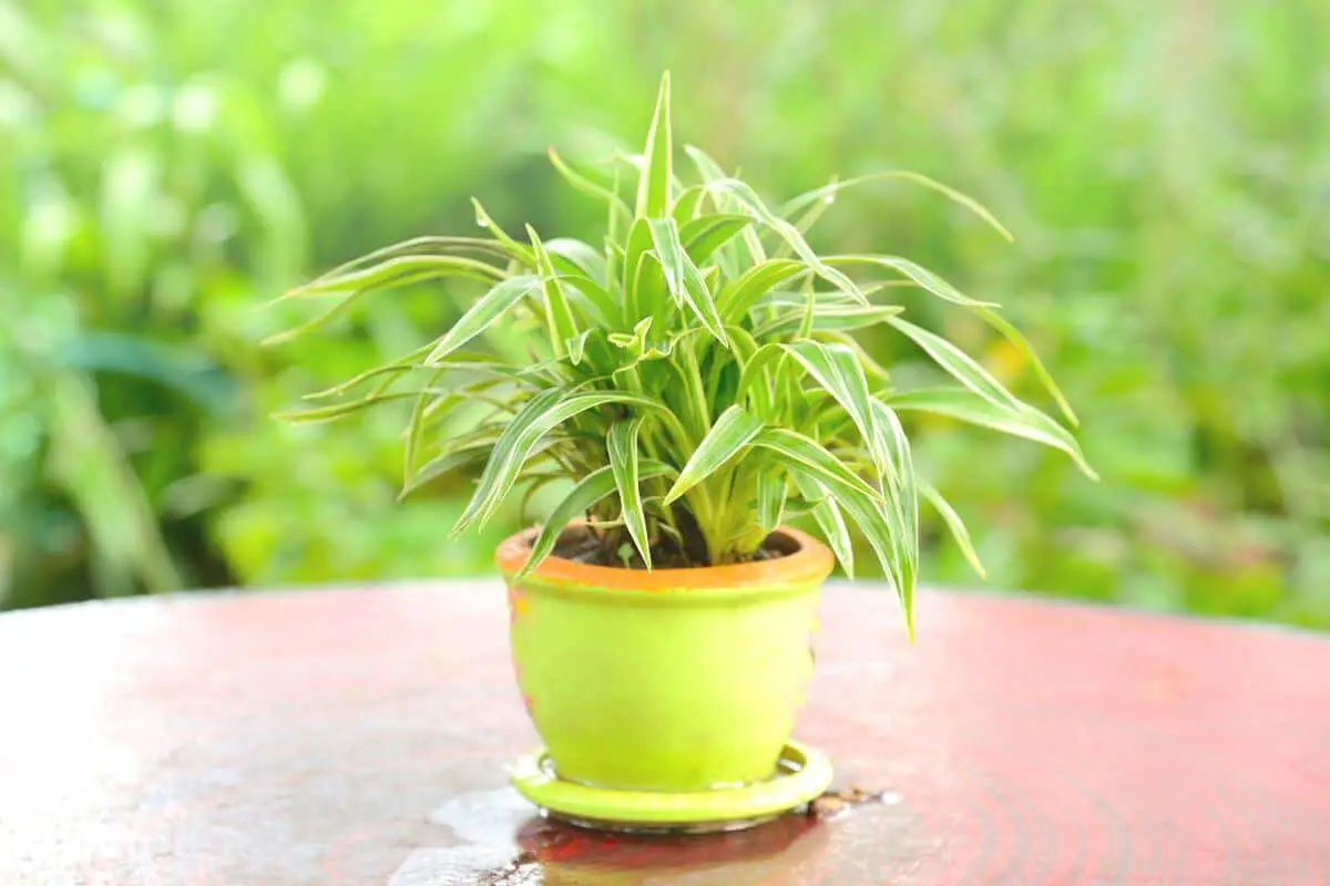 Spider Plant in a Pot Produces Fresh Air